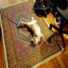 Defeated!
